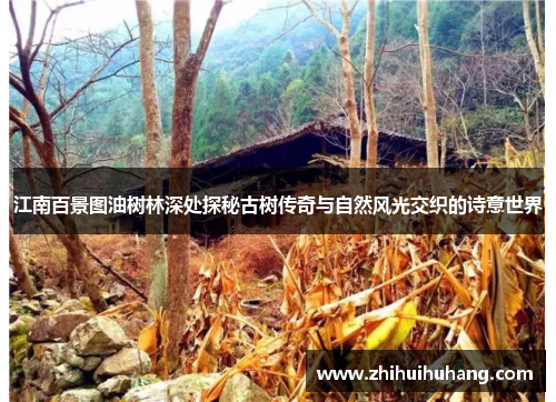 江南百景图油树林深处探秘古树传奇与自然风光交织的诗意世界